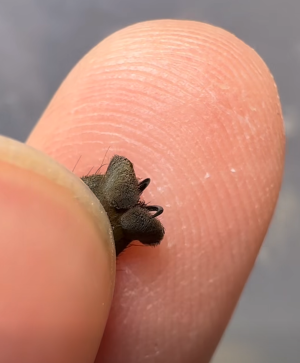 Screenshot from 2026-02-01 14-55-20.png