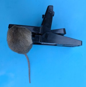 Mouse dead.jpg