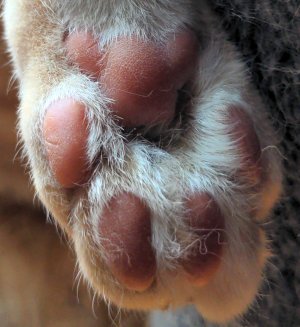 toebeans.jpg