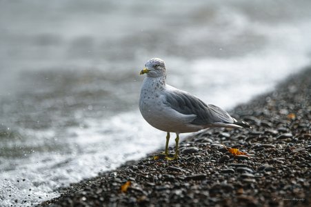 DSP-5522-20250921.jpg DSP-5522-20250921.jpg