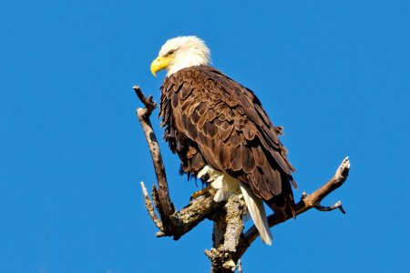 Eagle3.jpg Eagle3.jpg