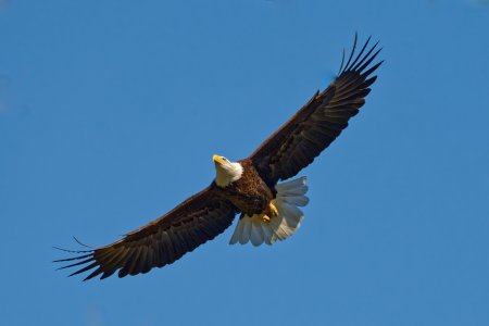 Eagle1.jpg Eagle1.jpg