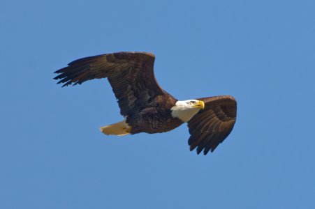 Eagle2.jpg Eagle2.jpg