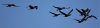 cormorants_2019_12_20a.jpg