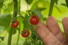 barnhart_-fully_ripe_galapagos_tomato[1].jpg