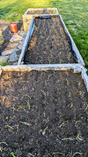 onions planted.jpg