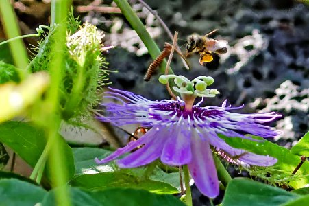 Bee on Flower.jpg