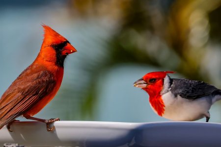 2 Different cardis - resized.jpg