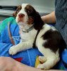 English Springer - Copy.jpg