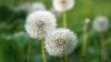c-374-dandelion.jpg