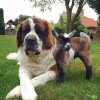 3A6EFAC100000578-3941386-Happy_goat_Hans_with_Julie_who_he_met_after_his_mother_died_Juli-a-24...jpg