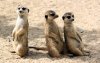 meerkats.jpg meerkats.jpg