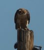redtails_2020_05_01b.jpg redtails_2020_05_01b.jpg