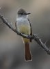 flycatcher_2020_05_08.jpg