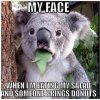 funny-koala-picture.jpg