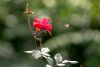 bee_31242833718_o_LQ.jpg
