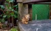 Cute Cat Edited.jpg