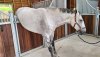 neighed-a-hand-542982.jpg
