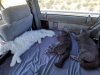 cats.jpg