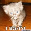 barfo.jpg