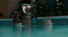 5.gif