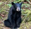 bear.jpg