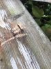 2B0B97DE-43AD-4E31-89E4-CB64A01241C5.jpeg