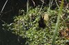 jacana_2020_10_01b.jpg