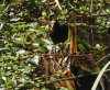 jacana_2020_10_01c.jpg
