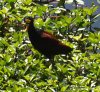 jacana_2020_10_01d.jpg