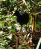 jacana_2020_10_01f.jpg