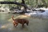 dogs-creek-4.JPG
