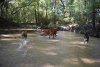 dogs-creek-6.JPG