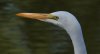 g_egret_2020_11_08a.jpg