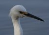 sn_egret_2020_11_08a.jpg