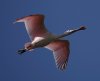 spoonbill_2020_11_08b.jpg