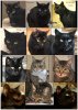 cats12.jpg
