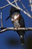 kingfisher_2020_12_20c.jpg