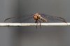 dragonfly-1WEB.jpg