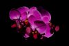 orchid---WEB.jpg