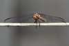 dragonfly-1WEB-DeNoiseAI-denoise-SharpenAI-motion.jpg