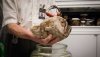 football-fish-specimen-spotlight.jpg