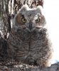ghowl_2021_05_15a.jpg