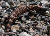 Gila_monster_2021_05_22a.jpg