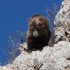 coati_2021_05_23a.jpg