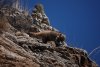 coati_2021_05_23b.jpg