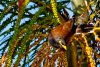 mynah-posing-1WEB.jpg mynah-posing-1WEB.jpg