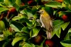 White-Eyes-WEB.jpg White-Eyes-WEB.jpg