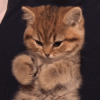 01.gif
