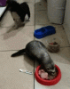 01_001.gif